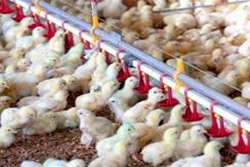 صدور مجوز جوجه ریزی 357 هزار قطعه جوجه گوشتی و پولت تخمگذار در دیماه سال جاری در طرقبه و شاندیز